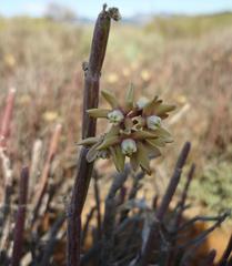 Cynanchum viminale viminale