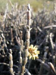 Cynanchum viminale viminale