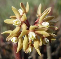 Cynanchum viminale viminale