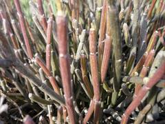 Cynanchum viminale viminale