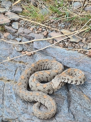 Montivipera raddei