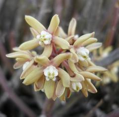 Cynanchum viminale viminale