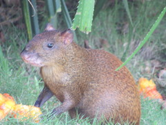 Dasyprocta ruatanica