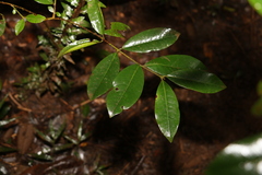Lenwebbia prominens