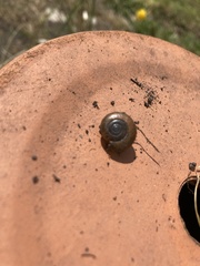 Aegopinella nitidula