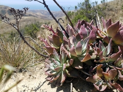 Dudleya greenei