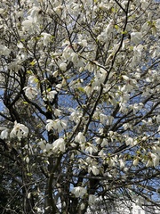 Magnolia salicifolia