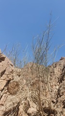 Periploca aphylla