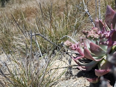 Dudleya greenei