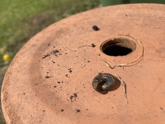 Aegopinella nitidula