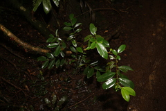 Lenwebbia prominens