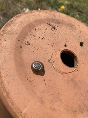 Aegopinella nitidula