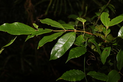 Lenwebbia prominens