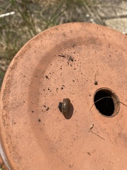 Aegopinella nitidula