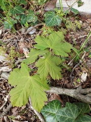 Acer pseudoplatanus