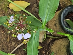 Aneilema dregeanum