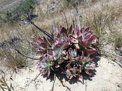 Dudleya greenei