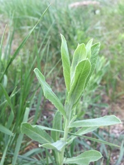 Leuzea repens