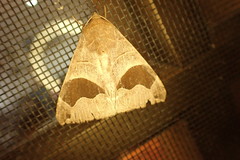 Bastilla solomonensis