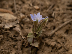 Gentiana zollingeri