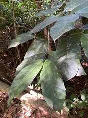 Oxyanthus pyriformis
