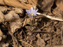 Gentiana zollingeri