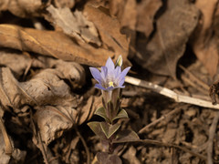 Gentiana zollingeri