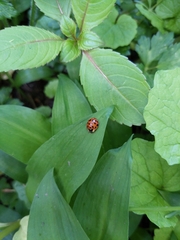 Harmonia axyridis