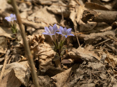 Gentiana zollingeri