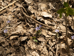 Gentiana zollingeri