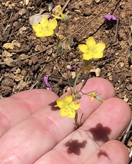 Hesperolinon breweri