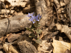 Gentiana zollingeri
