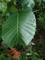 Dillenia suffruticosa