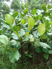 Dillenia suffruticosa