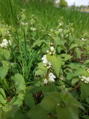 Lamium album