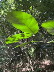 Oxyanthus pyriformis