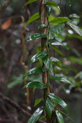 Rhaphidophora hongkongensis