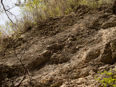 Oresitrophe rupifraga