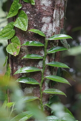 Rhaphidophora hongkongensis