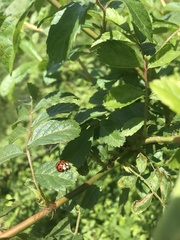 Harmonia axyridis