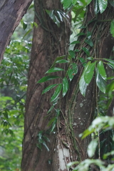 Rhaphidophora hongkongensis