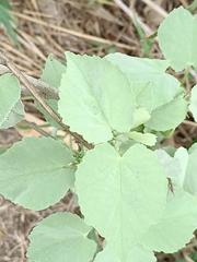 Abutilon trisulcatum