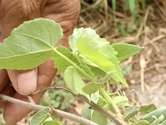 Abutilon trisulcatum