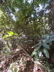 Oxyanthus pyriformis