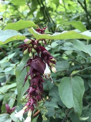 Leycesteria formosa