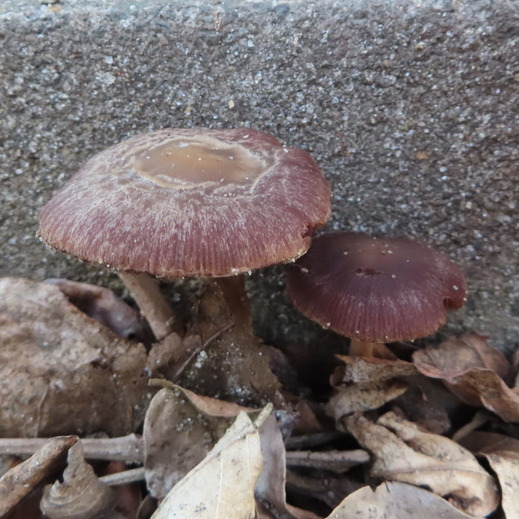 Psathyrella bipellis · April 2022 · photo: © timur_kalininsky (iNaturalist, cc-by)