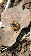 Euptoieta claudia