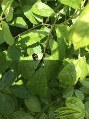 Harmonia axyridis