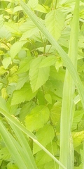 Magnoliopsida