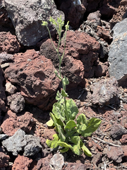 Nicotiana stocktonii